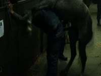 Big horse dick wrecking a whore's hole